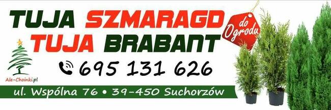 Tuja Tuje Szmaragd 100-200 cm  PRODUCENT DOWOZIMY