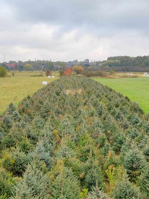 Świerk, Jodła - ilości hurtowe; WŁASNA PLANTACJA