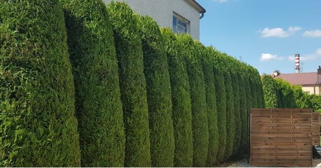 Usługi ogrodnicze Tech Garden przycinanie cięcie Thui (Tui)