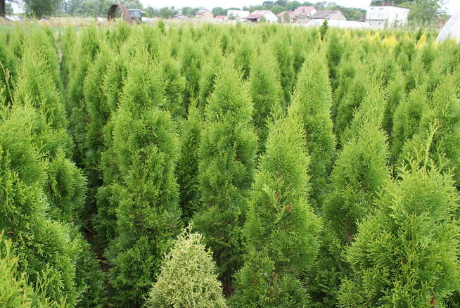 Tuja Smaragd 150-160 cm Kraków (Szmaragd)