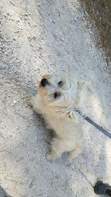 Oddam psa rasy West Highland white terrier
