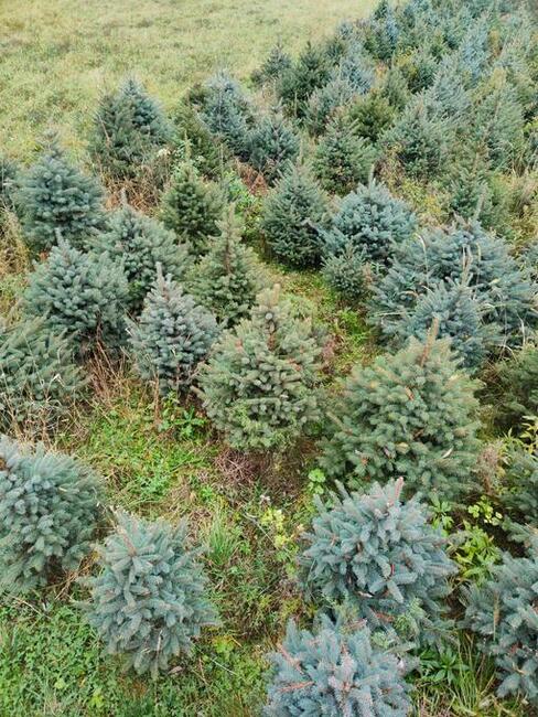 Świerk srebrny, Jodła kaukaska , Tuja WŁASNA PLANTACJA