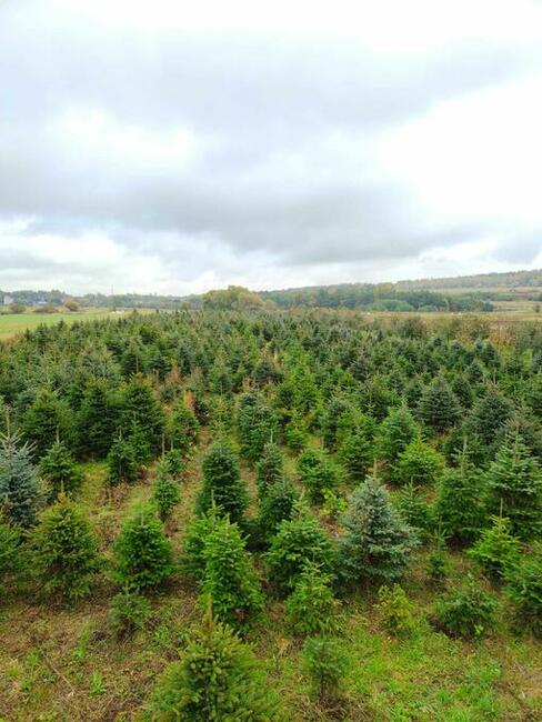 Jodła kaukaska, Świerk, WŁASNA PLANTACJA