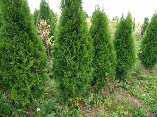 Tuja Tuje Szmaragd 200 -250cm PRODUCENT DOWOZIMY
