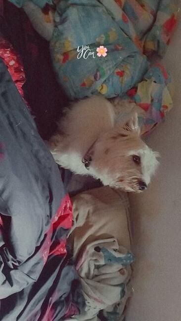 Oddam psa rasy West Highland white terrier