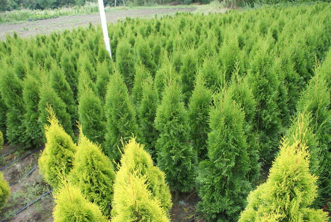 Tuja Smaragd 150-160 cm Kraków (Szmaragd)