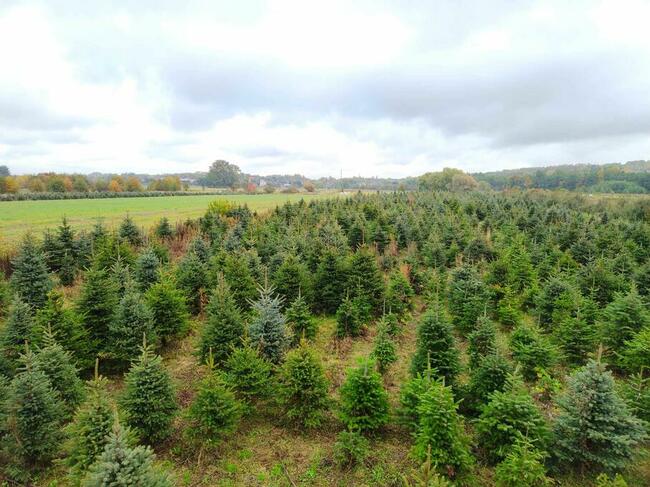 Jodła kaukaska, Świerk, WŁASNA PLANTACJA