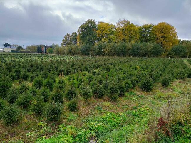 Świerk , jodła , tuja , WŁASNA PLANTACJA