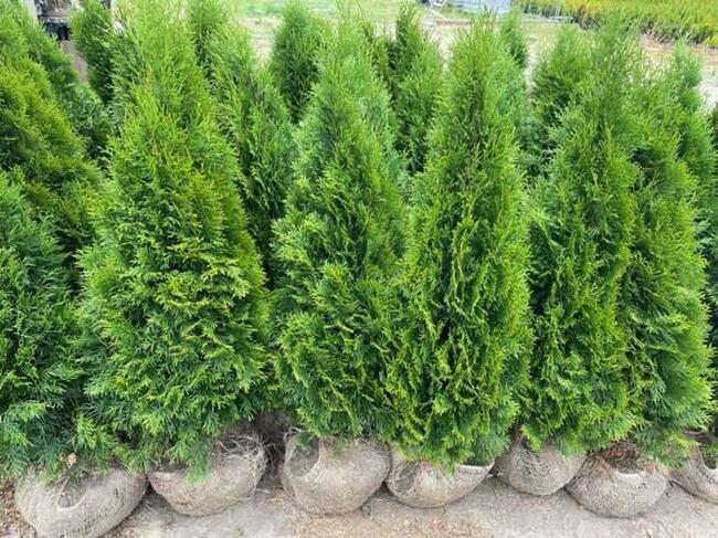 TUJE SZMARAGD DETAL/HURT cała Polska