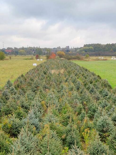 Świerk srebrny, Jodła kaukaska , Tuja WŁASNA PLANTACJA