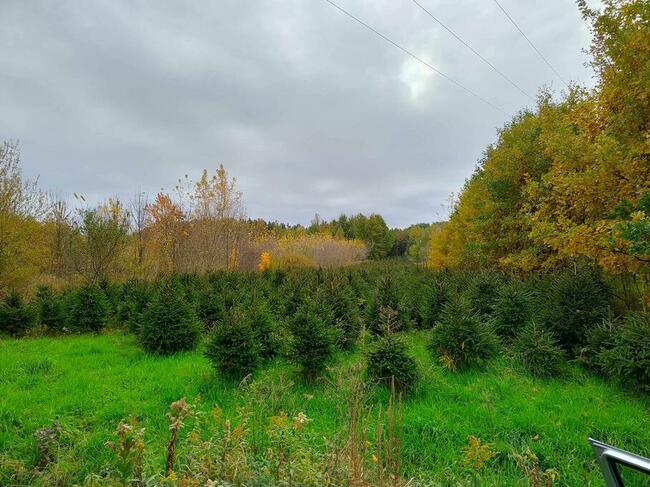 Jodła kaukaska, Świerk, WŁASNA PLANTACJA