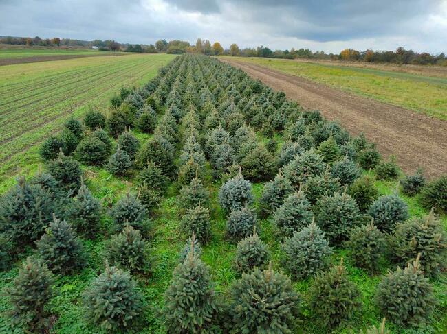 Świerk srebrny, Jodła kaukaska , Tuja WŁASNA PLANTACJA