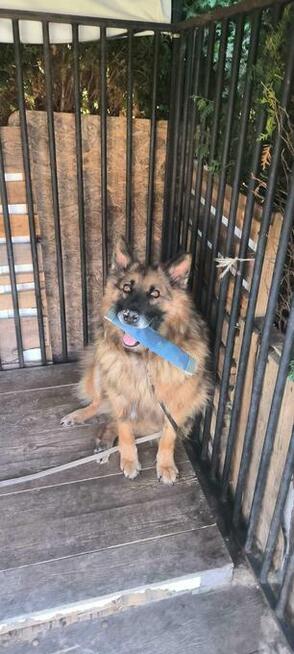 Do pilnej adopcji Norman i Jeżyk 6 i 2l. za darmo przyjazne