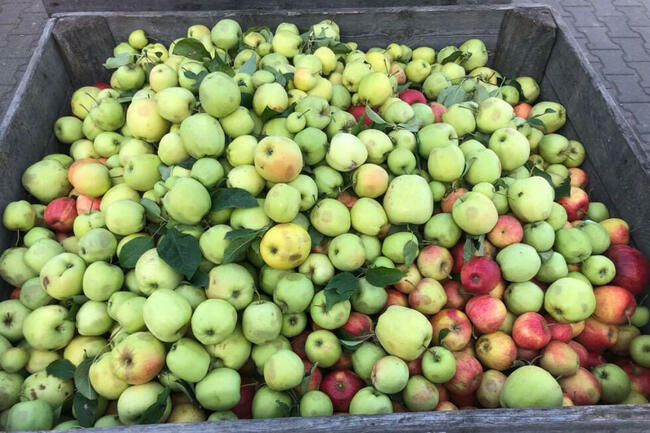 Świeże Jabłka Przemysłowe Spady Skup Jabłek