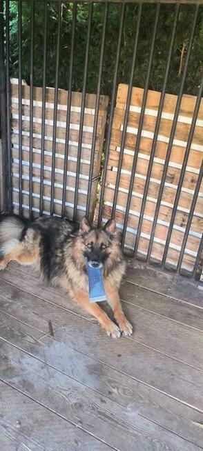 Do pilnej adopcji Norman i Jeżyk 6 i 2l. za darmo przyjazne