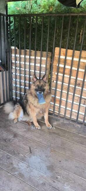 Do pilnej adopcji Norman i Jeżyk 6 i 2l. za darmo przyjazne