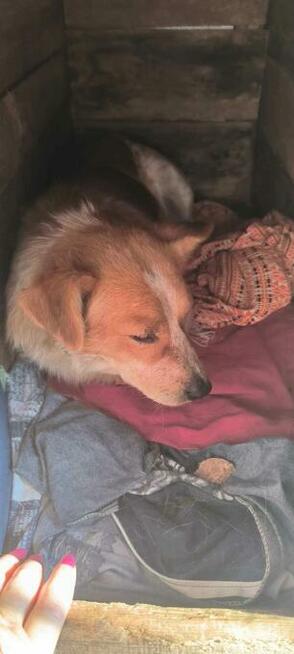 Do pilnej adopcji Norman i Jeżyk 6 i 2l. za darmo przyjazne