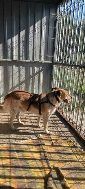 Do pilnej adopcji Norman i Jeżyk 6 i 2l. za darmo przyjazne