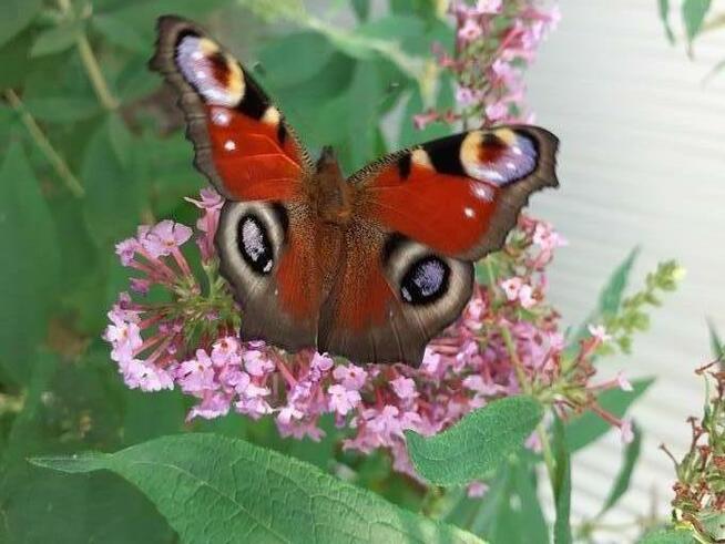 Wirtualna znajomość PRZYIACIELE