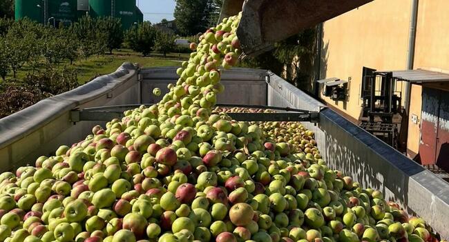 Świeże Jabłka Przemysłowe Spady Skup Jabłek