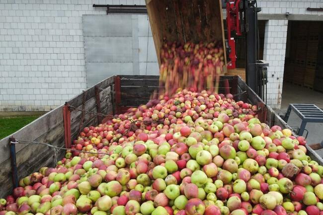 Świeże Jabłka Przemysłowe Spady Skup Jabłek
