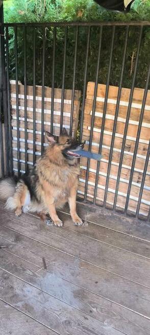 Do pilnej adopcji Norman i Jeżyk 6 i 2l. za darmo przyjazne