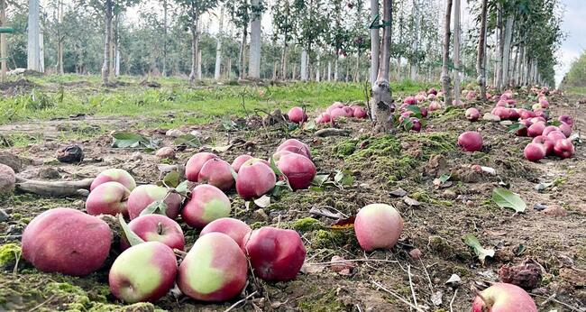 Świeże Jabłka Przemysłowe Spady Skup Jabłek