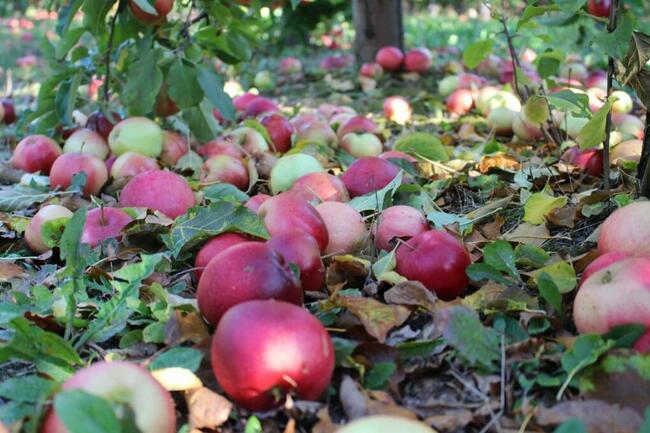 Świeże Jabłka Przemysłowe Spady Skup Jabłek