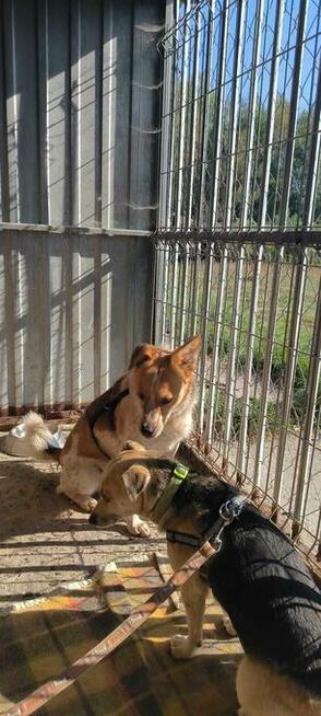 Do pilnej adopcji Norman i Jeżyk 6 i 2l. za darmo przyjazne