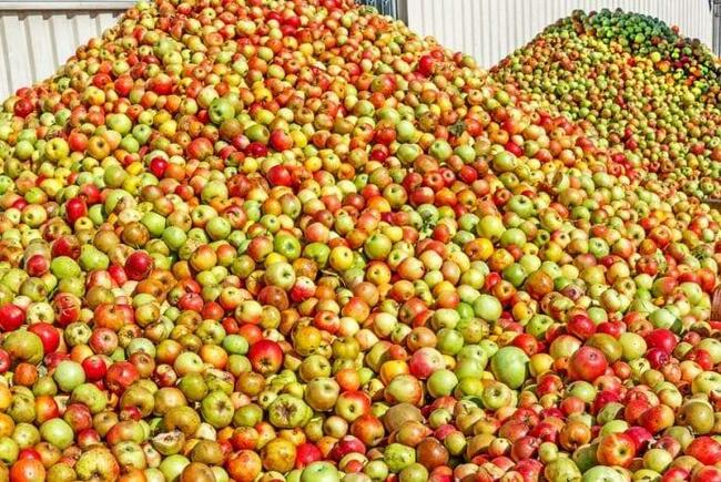 Świeże Jabłka Przemysłowe Spady Skup Jabłek