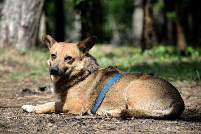 Do adopcji Edi, wielkości corgi, mały, przyjazny 5l. 12kg