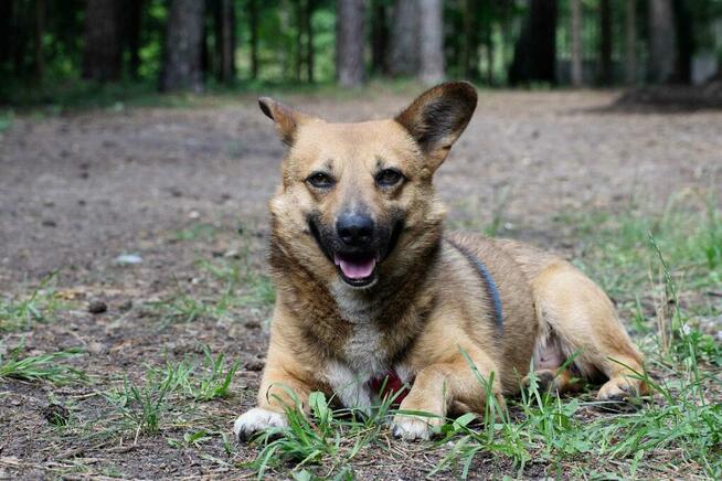 Do adopcji Edi, wielkości corgi, mały, przyjazny 5l. 12kg
