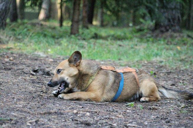 Do adopcji Edi, wielkości corgi, mały, przyjazny 5l. 12kg