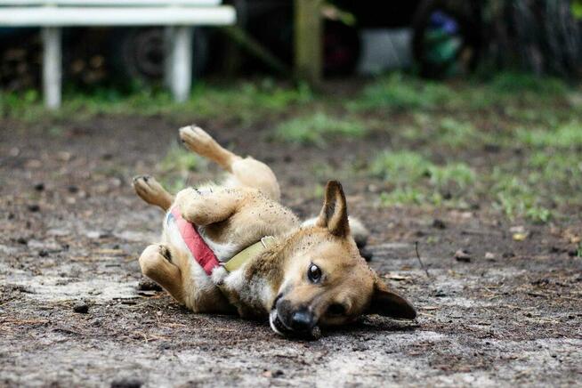 Do adopcji Edi, wielkości corgi, mały, przyjazny 5l. 12kg