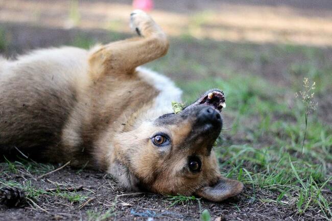 Edi cudowny, mały psiak ala corgi szuka nowej rodziny 5l.