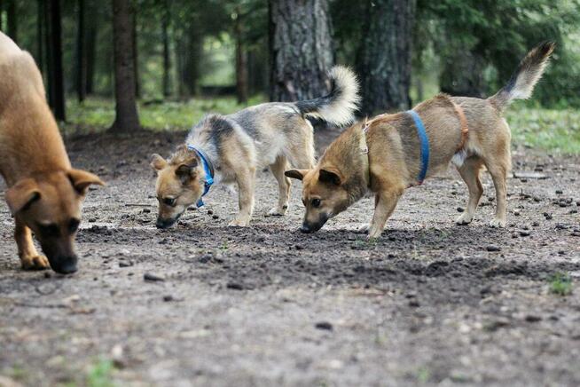 Do adopcji Edi, wielkości corgi, mały, przyjazny 5l. 12kg
