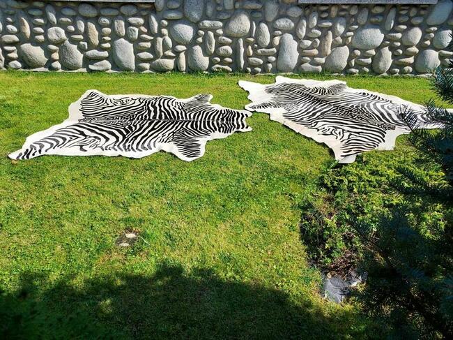 Skóra z Zebry Skóra Naturalna Zebra Skóra Bydlęca Wzór Zebry