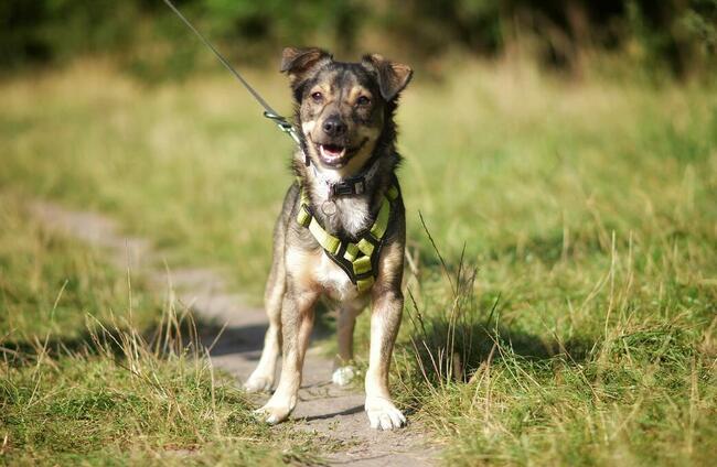 Wilczek szuka domu !!!