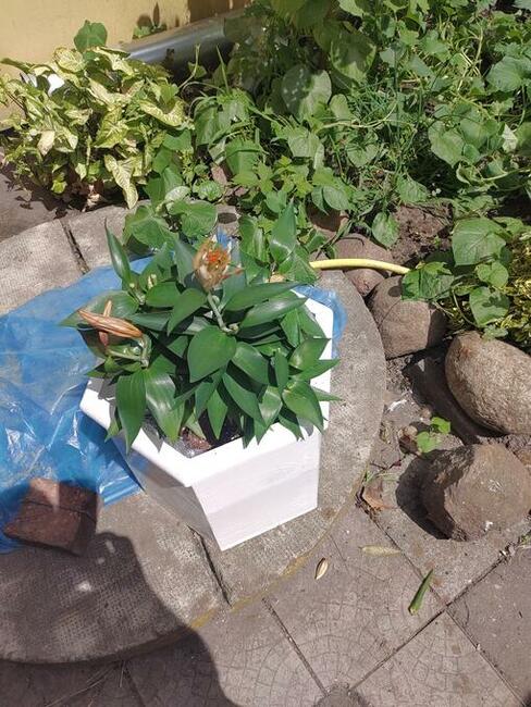 Szukam księżniczki