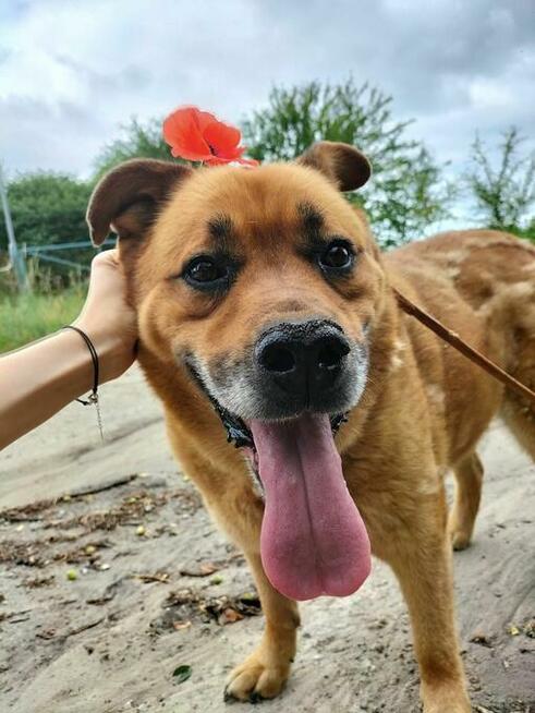 Sara - pies o złotym sercu szuka domu!