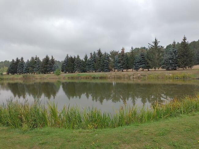 Szukam księżniczki