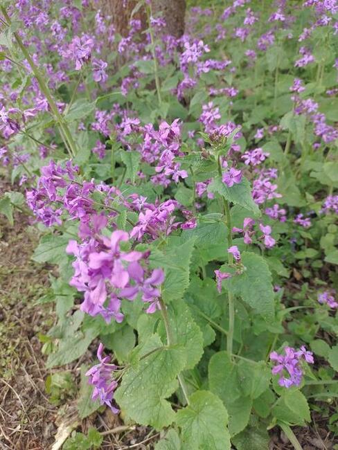 Szukam księżniczki