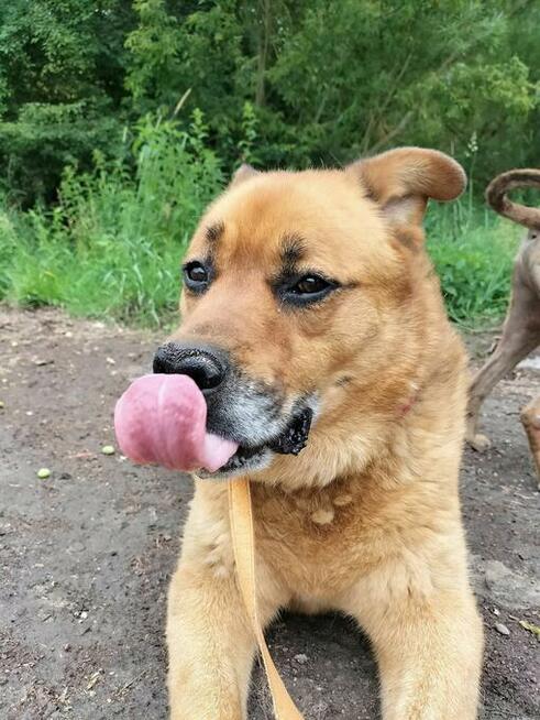 Sara - pies o złotym sercu szuka domu!