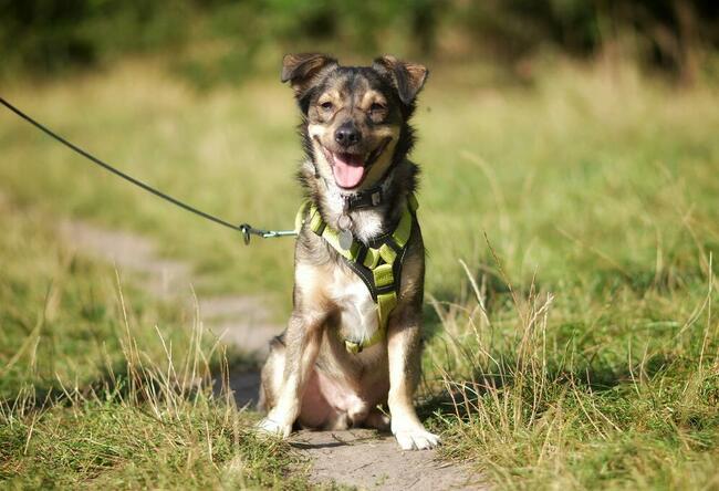 Wilczek szuka domu !!!