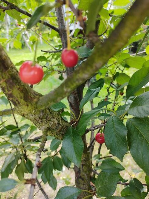 Szukam księżniczki