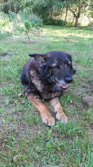 Wierna i dzielna starsza suczka szuka domu