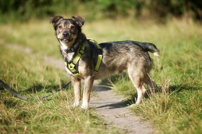 Wilczek szuka domu !!!