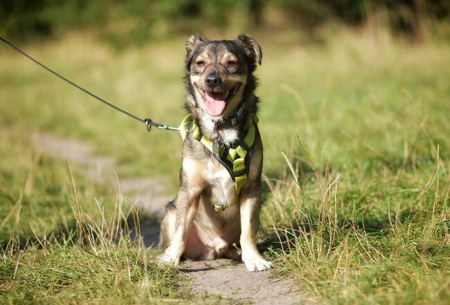 Wilczek szuka domu !!!