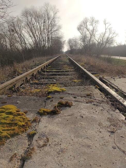 Szukam księżniczki