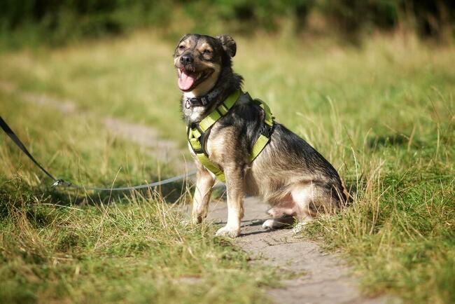 Wilczek szuka domu !!!